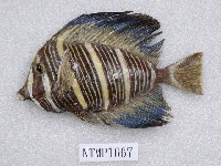 藏品(高鰭刺尾魚)的圖片